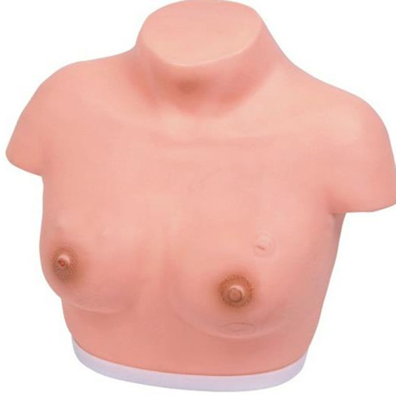 14A Model Inspection and Palpation of Breast