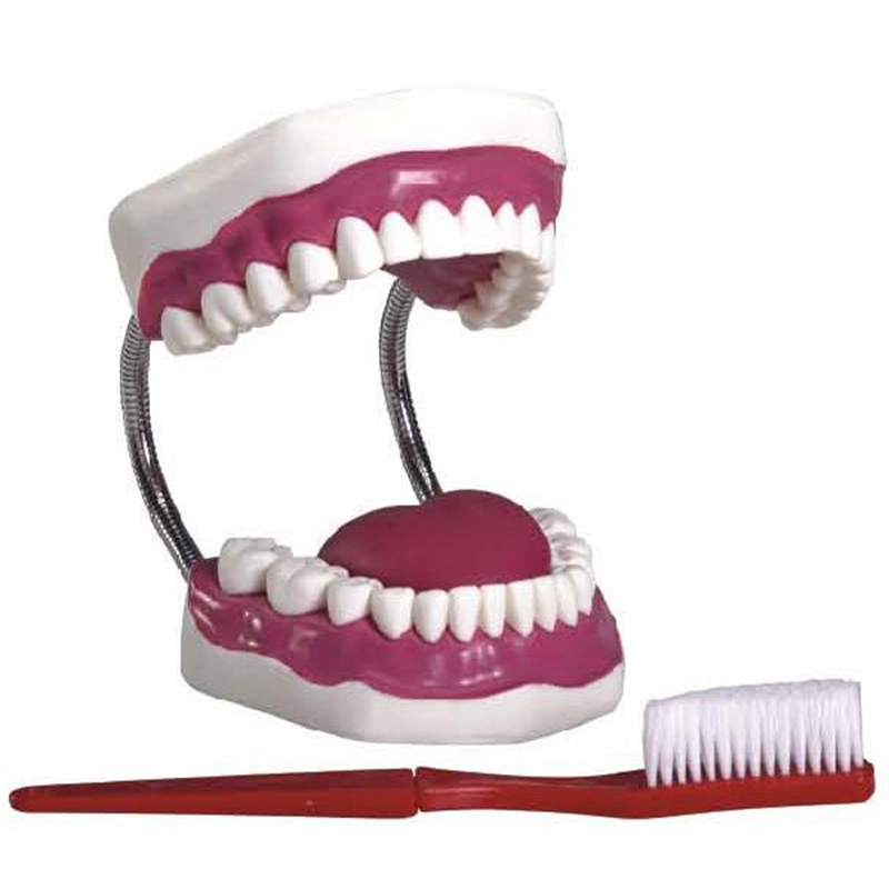 K1 Dental Care Model (28pcs)