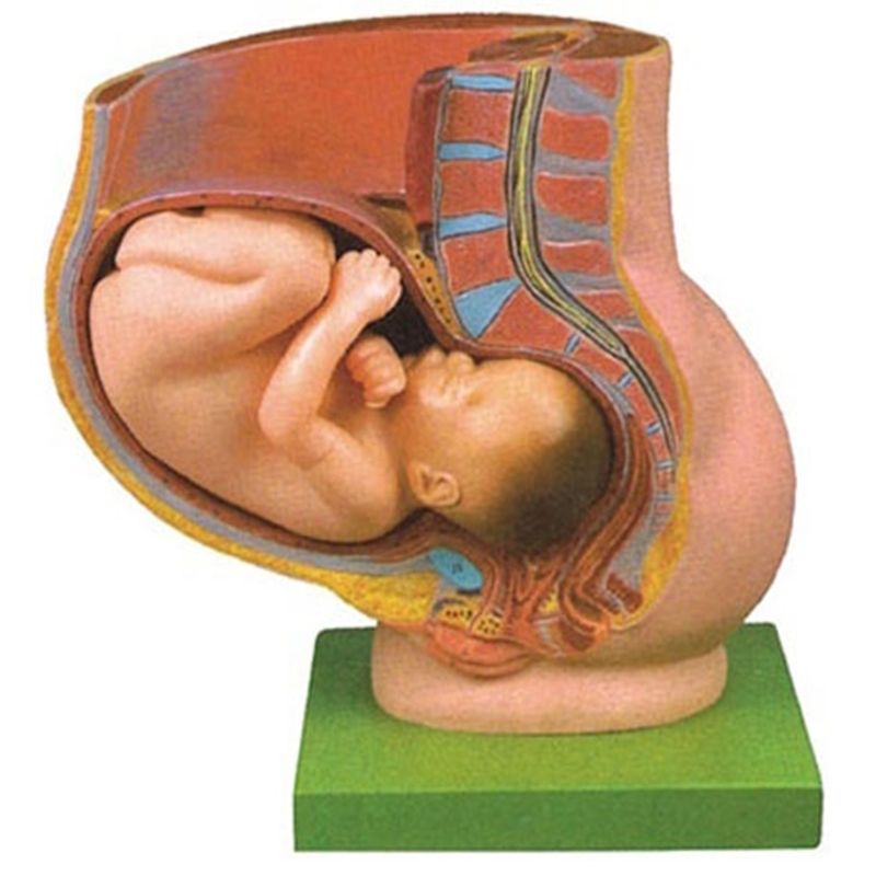 42006 Pregnancy Pelvis with Mature Fetus-2 Parts