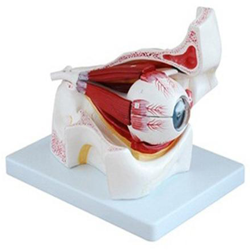 17104 Eyeball and eyelid enlargement model