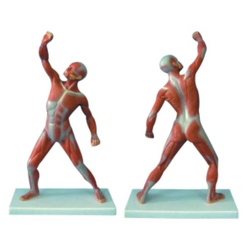 11303 Male Muscle Torso