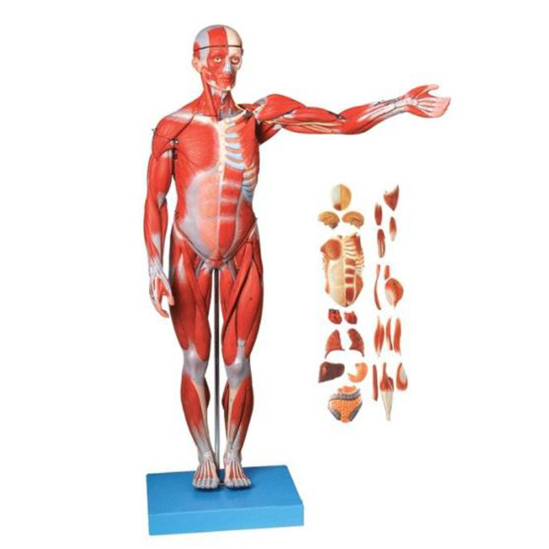 11301-1 Anatomical Model of Muscles in Whole Human Bod