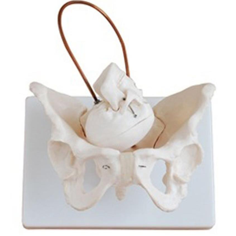 Features Size: Life size, metal wire series  Material: Imported PVC