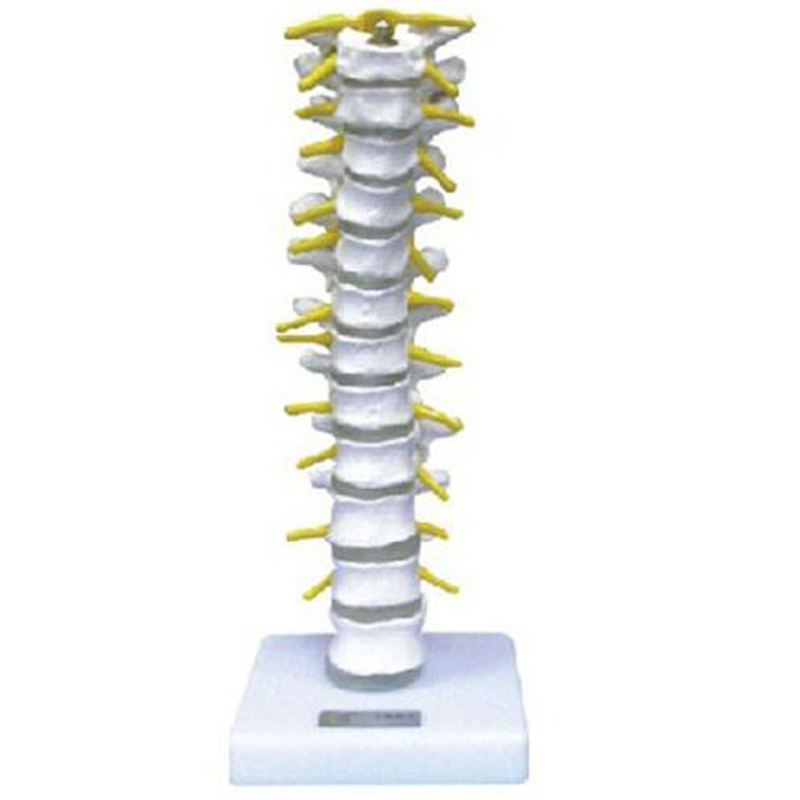 11108 Thoracic Vertebra Model