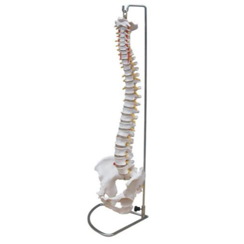 11104(1-2) Spine with Pelvis Model