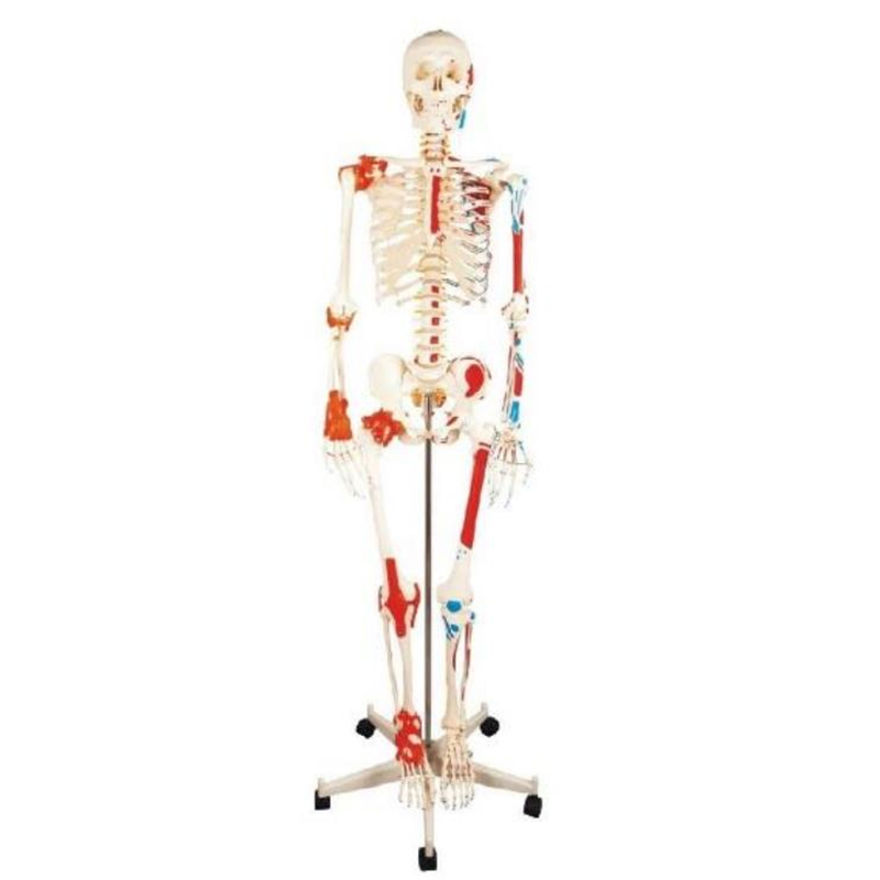 11102-1 Human Skeleton with Painted Muscle and ligament Model 180cm