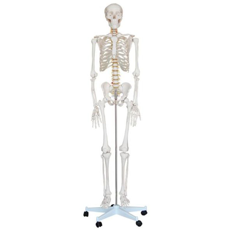 11101-1 Human Skeleton Model (180cm)