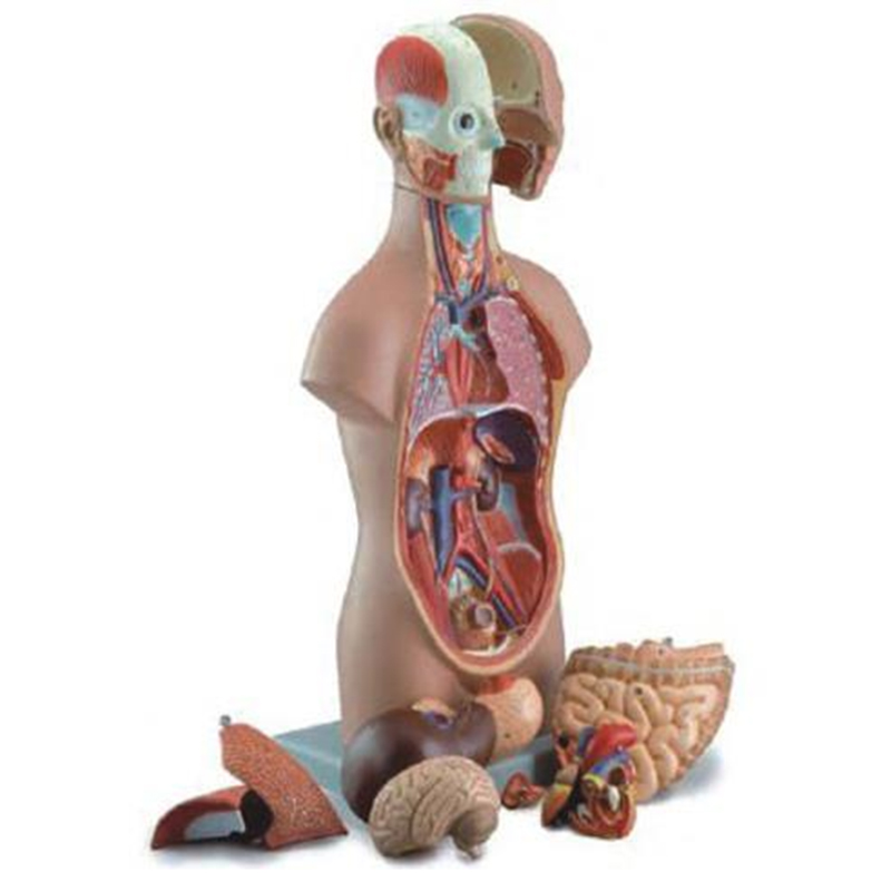 10003C Sexless Torso (12pcs)
