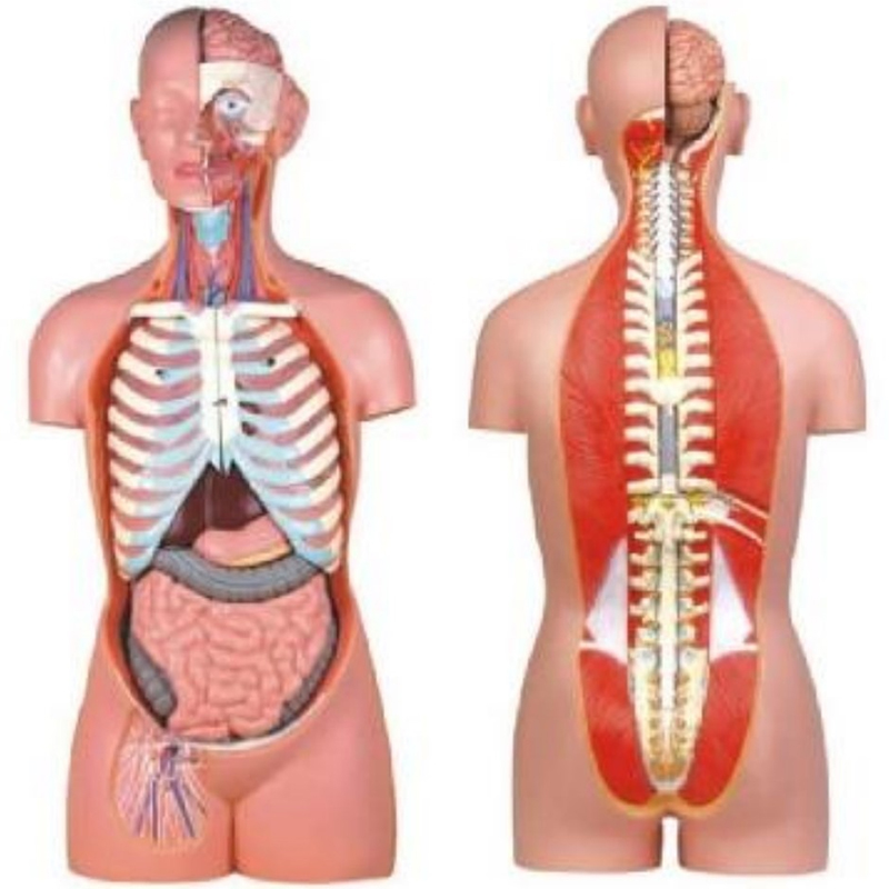 10003B Sexless Torso (17 parts)